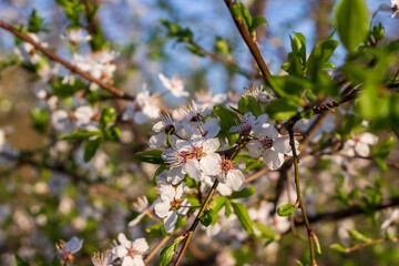 Cherry plum tree flowers bloom with leaves on a sunny spring morning. Blurred background