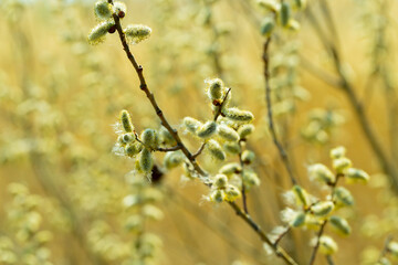 flowering willow branches in hand, early spring