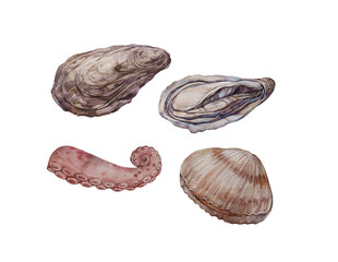 Shellfish. Oysters, scallops and octopus. Watercolor illustration on a white background.