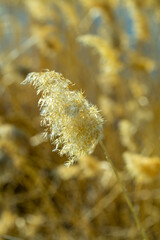 yellow feather grass, tall reeds on the lake shore