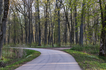 Asphalt winding road in a large forest with trees without leaves in the early sunny spring morning.
