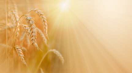 Ripe golden spikes with sun rays, wheat harvest in late summer - obrazy, fototapety, plakaty