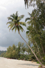 Coconut palms on the paradise coconut island
