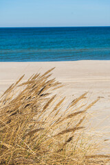 Beautiful calm blue sea with waves and sandy beach with reeds and dry grass among the dunes, travel in summer and holidays concept, vertical
