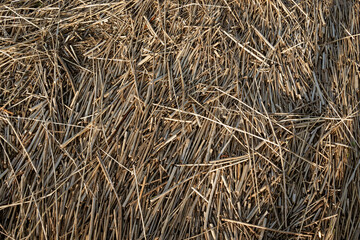 Dry reed texture or background on the lake shore. Fine, short reed stalks in sunny spring. Dry grass from top.