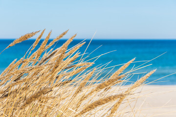 Beautiful calm blue sea with waves and sandy beach with reeds and dry grass among the dunes, travel...