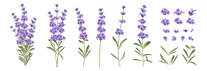 Set of differents lavender branches on white background. - obrazy, fototapety, plakaty