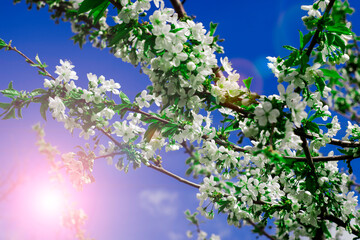 blooming cherry branches on the background of a blue sunny sky