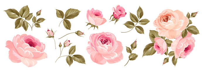 Set of differents roses on white background. - obrazy, fototapety, plakaty