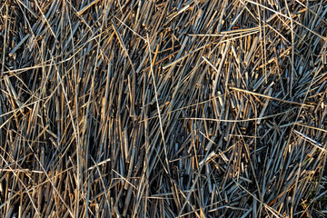 Dry reed texture or background on the lake shore. Fine, short reed stalks in sunny spring. Dry grass from top.