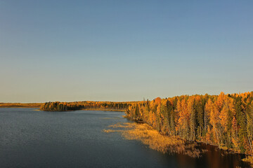 autumn forest taiga view from drone, yellow trees landscape nature fall