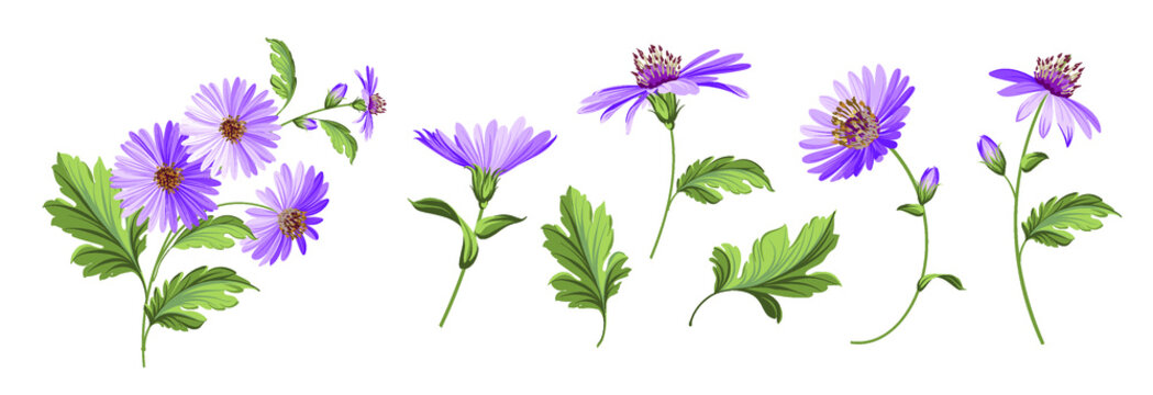 Set of differents chrysanthemums flowers on white background.