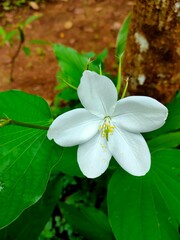 white frangipani flower