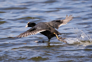 Eurasian Coot running on water ( Fulica Atra )