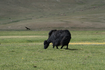 black yak grazing on a green meadow in the mountains