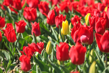 Beautiful field of red tulips, springtime flower outdoor background