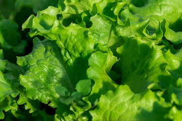 Green fresh healthy lettuce leaves naturally grown in a greenhouse