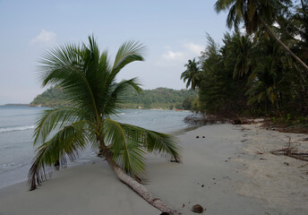 Coconut palms on the paradise coconut island