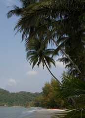 Fototapeta na wymiar Coconut palms on the paradise coconut island