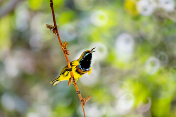 Olive-backed sunbird, Yellow-bellied sunbird (Cinnyris jugularis) on the  branch.