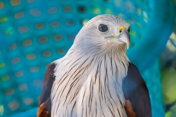 Brahminy kite in the cage.
