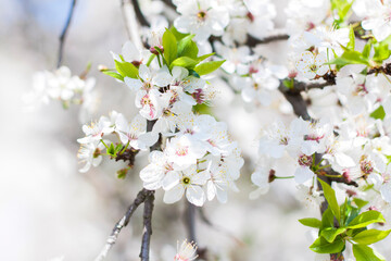 Nature in spring. A branch with white spring flowers on the tree. A flowering tree. A blooming landscape background for a postcard, banner, or poster.