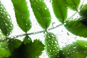 Background of bright green leaves behind a glass with lots of of water or dew drops on it after...
