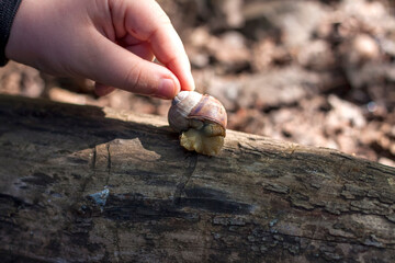 A live large snail in a child's hand. He holds and carefully examines the snail in his hand