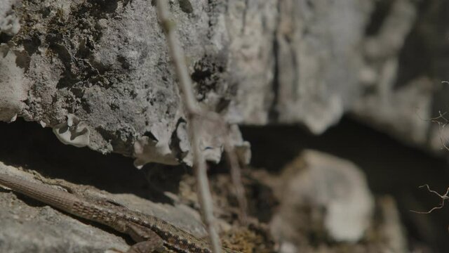Closeup of a oriental garden lizard,  common tree lizard, eastern garden lizard,