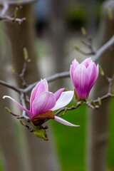 Magnolia Beauty