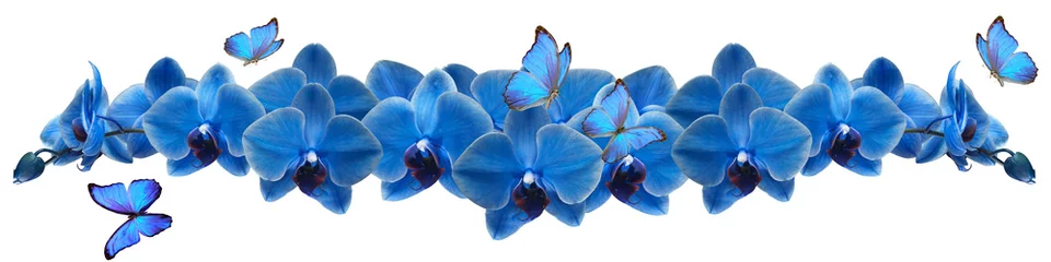 Schilderijen op glas blue butterfly and blue orchid © danilag