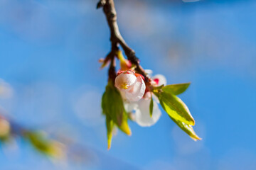 Nature in spring. A branch with white spring flowers on the tree. A flowering tree. A blooming landscape background for a postcard, banner, or poster.