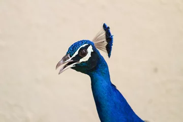 Fotobehang portrait of a peacock head © kunal