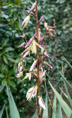Blossom Yucca gloriosa Tristis Carriere (Yucca recurvifolia), curve-leaf yucca or Spanish-dagger. Ornamental plant in spring Arboretum Park Southern Cultures in Sirius (Adler) Sochi
