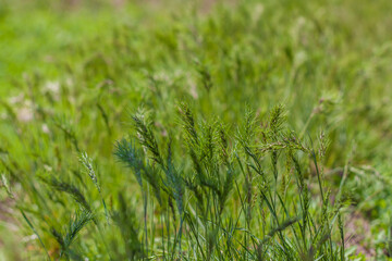 Meadow field with fresh juicy green grass. Summer spring natural landscape. Green landscape background for a postcard, banner, or poster.
