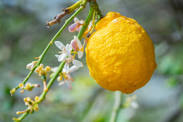 Lemon tree branches with flowers and fruits