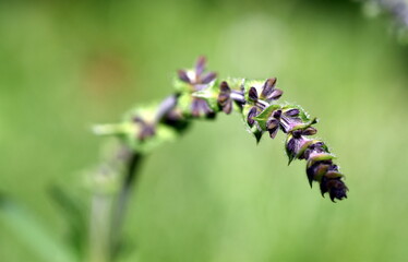 Aufgehende Knospen eines Eisenkraut-Salbeis 