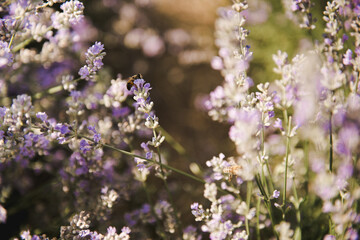 Obraz premium Bee on lavender .Selective focus on lavender flower in flower garden. Beautiful detail of a lavender.