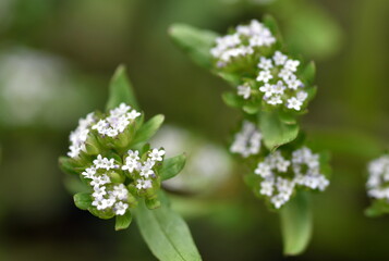 Winzige weiße Blüten von Feldsalat - obrazy, fototapety, plakaty