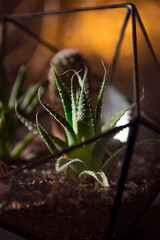Succulent plant in a pot on a dark background