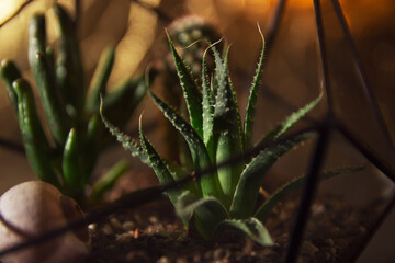 Succulent plant in a pot on a dark background