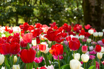 チューリップ畑