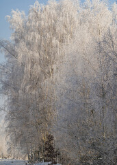 Mroźny poranek pod lasem © BeNatural