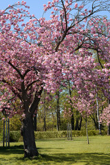 Fototapeta na wymiar Pink sakura, cherry blossom twigs with flowers on bright day. Sakura trees in public park. Romantic springtime natural background in pink, blue and spring light green colors.