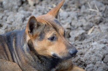 cute brown dog sleep on stone floor