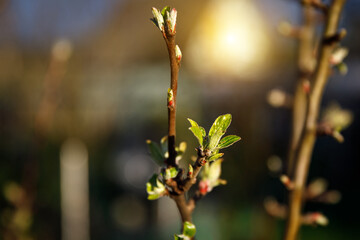 The tree branch with opening buds in springtime