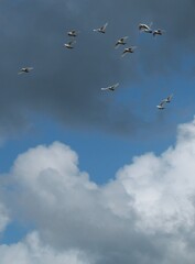 oiseaux dans le ciel