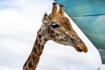 Portrait of a curious giraffe (Giraffa camelopardalis) over blue sky with white clouds in wildlife sanctuary near Toronto, Canada