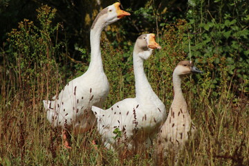 une oie deux oies trois oies c'est toi