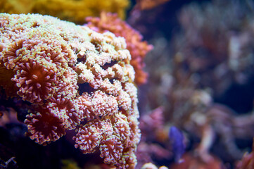 Different types of corals underwater